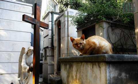 I gatti, guardiani delle tombe del cimitero di Bari: la storia di Nella e del suo custode